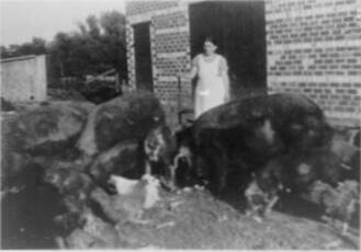 Lillian (Meeker) Deck feeding her hogs in front of the barn she built in 1939