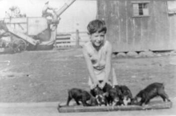 Herbert Dale Smith and his piglets. Note the threshing machine in the background