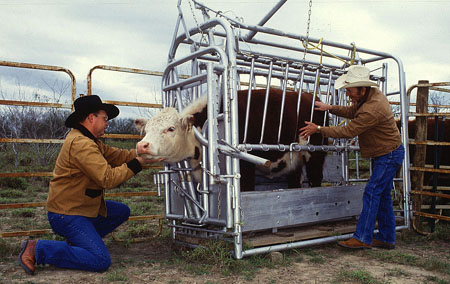 Entomologist Elmer Ahrens (left) and animal caretaker Adolfo Pena inspect for cattle fever ticks, USDA